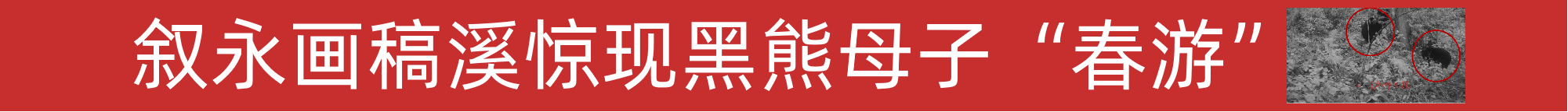 叙永画稿溪惊现黑熊母子“春游”